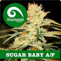 Sugar Baby Autofloreciente Feminizada de Kiwi Seeds