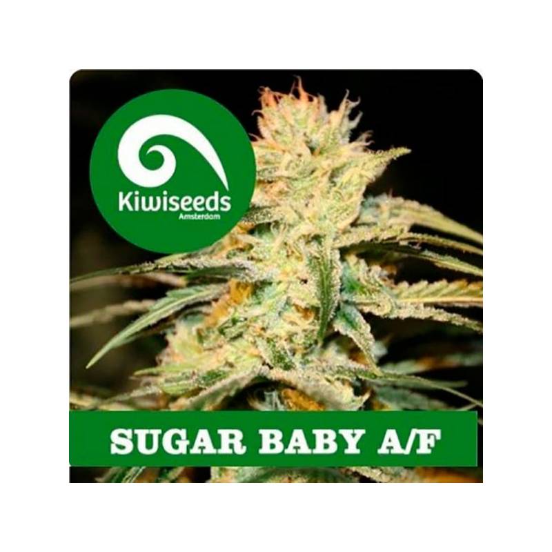 Sugar Baby Autofloreciente Feminizada de Kiwi Seeds