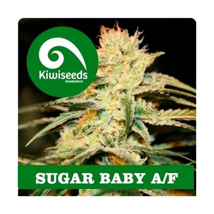 Sugar Baby Autofloreciente Feminizada de Kiwi Seeds