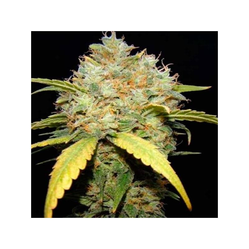 Critical Ganja Critical Ganja
