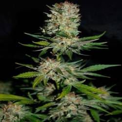 Houchie Kouchie Kush Feminizada