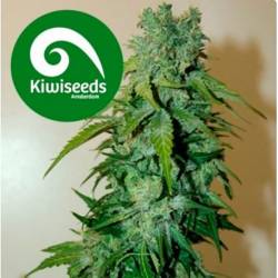 T99 Feminizada de Kiwi Seeds