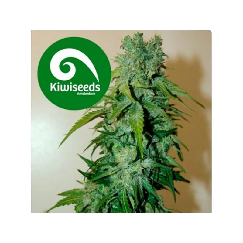 T99 Feminizada de Kiwi Seeds