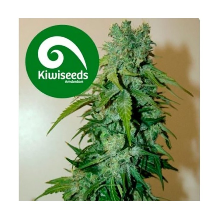 T99 Feminizada de Kiwi Seeds