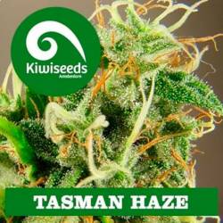 Tasman Haze Feminizada de Kiwi Seeds