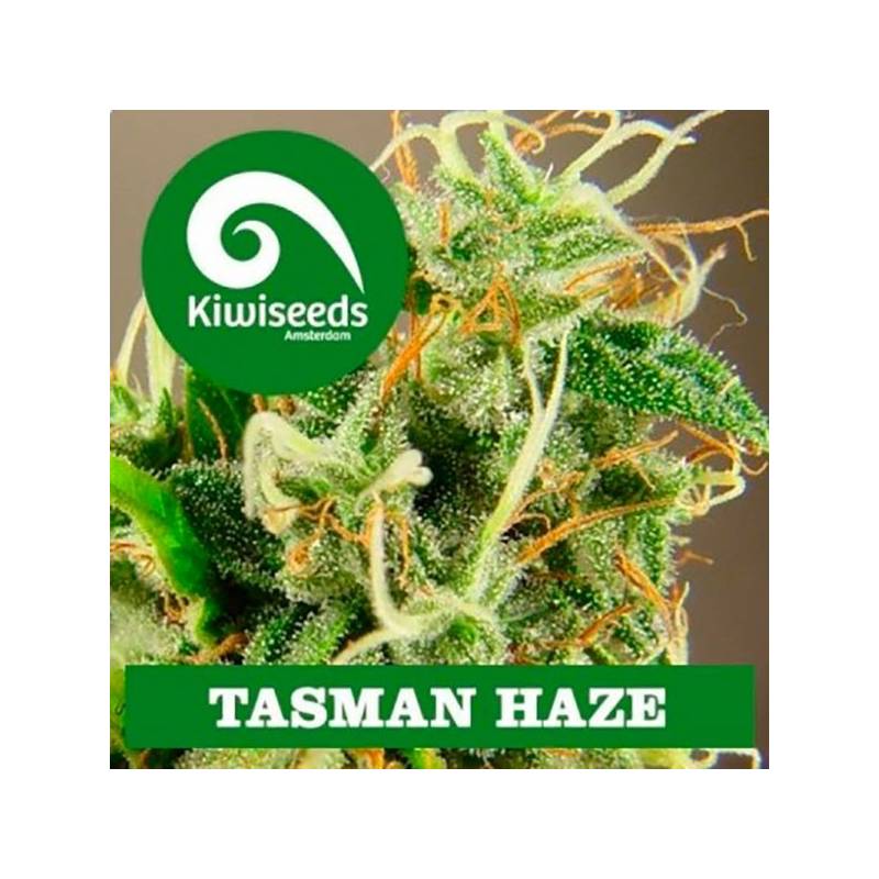 Tasman Haze Feminizada de Kiwi Seeds