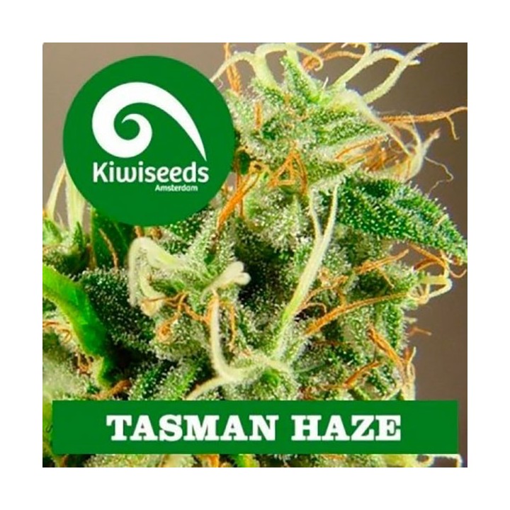 Tasman Haze Feminizada de Kiwi Seeds