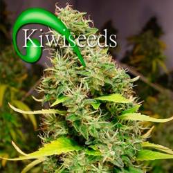 White Island Feminizada de Kiwi Seeds