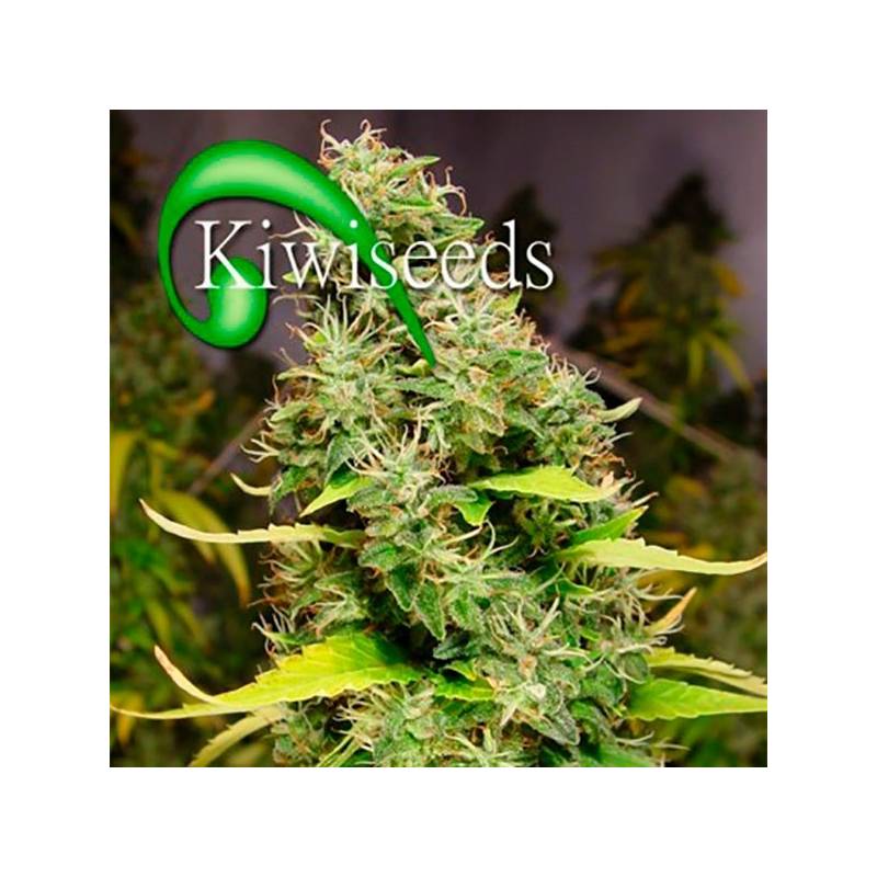 White Island Feminizada de Kiwi Seeds