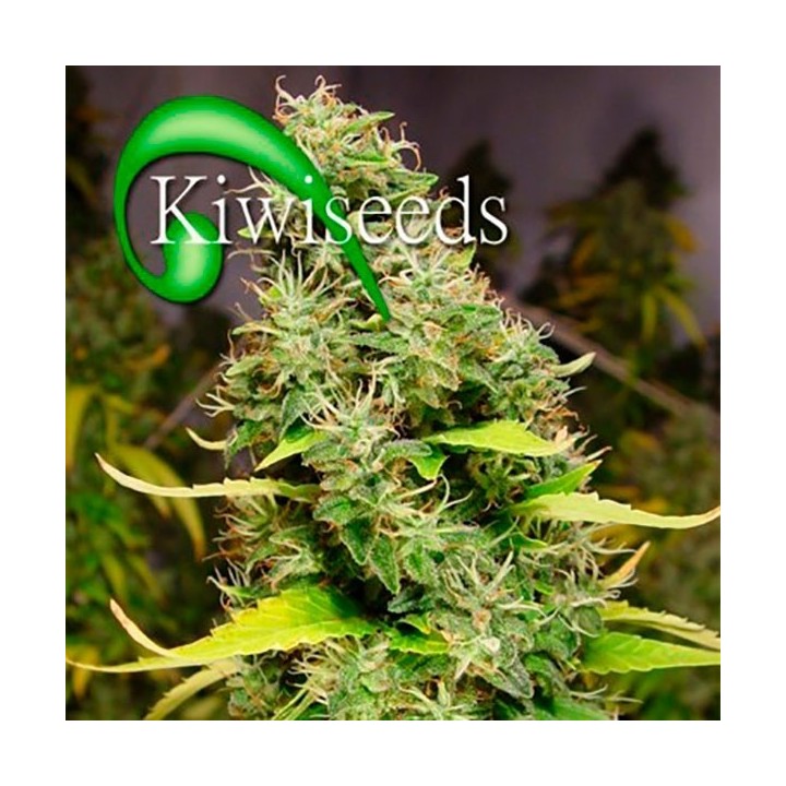White Island Feminizada de Kiwi Seeds