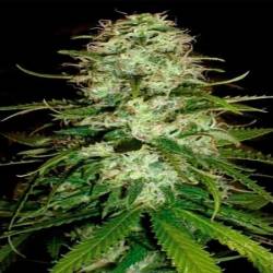 CR+ Feminizada de Blimburn Seeds