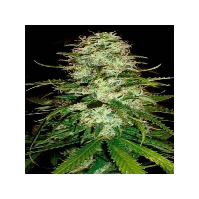 CR+ Feminizada de Blimburn Seeds