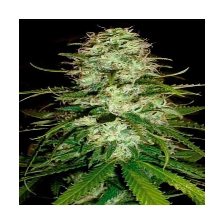 CR+ Feminizada de Blimburn Seeds