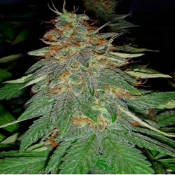 Cookies & Cream Cheese Feminizada de Big Buddha Seeds