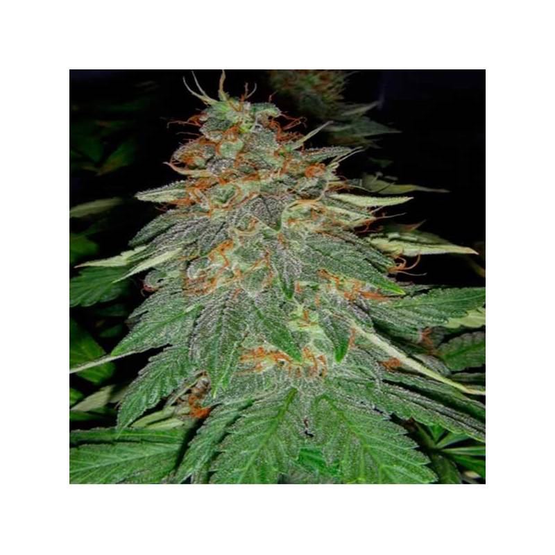 Cookies & Cream Cheese Feminizada de Big Buddha Seeds