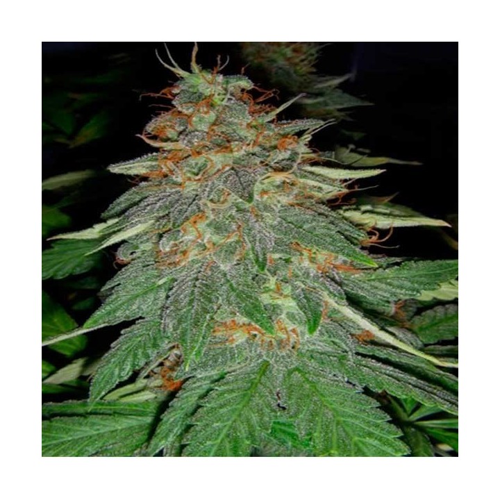 Cookies & Cream Cheese Feminizada de Big Buddha Seeds