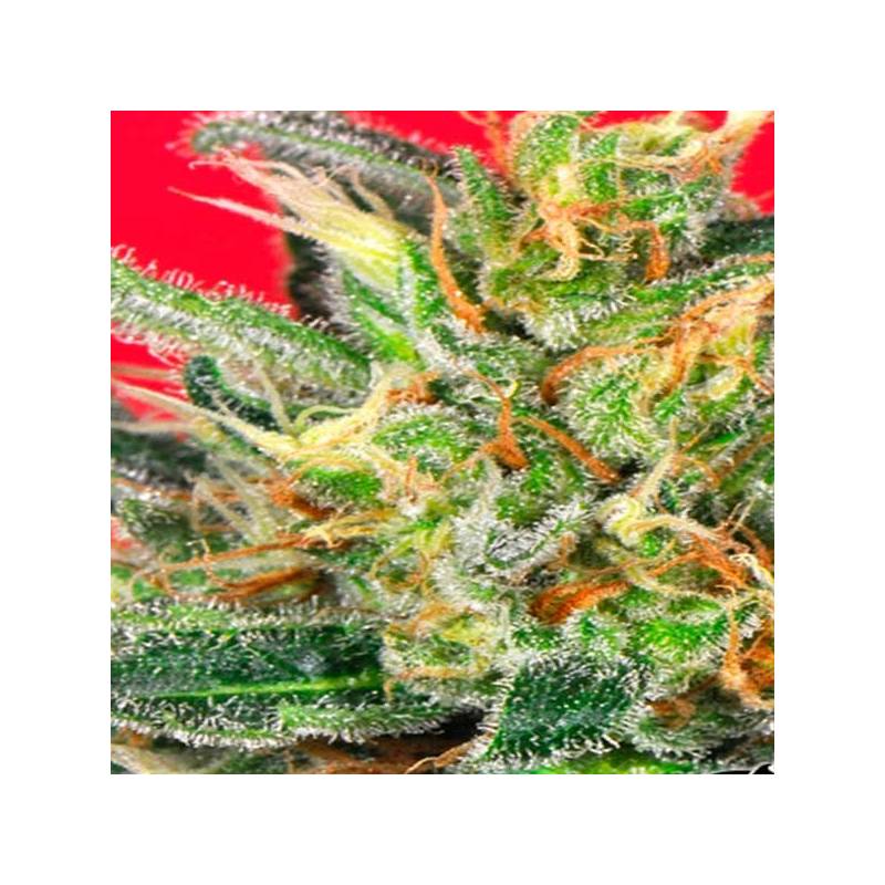 Cluster Bomb Regular de Bomb Seeds