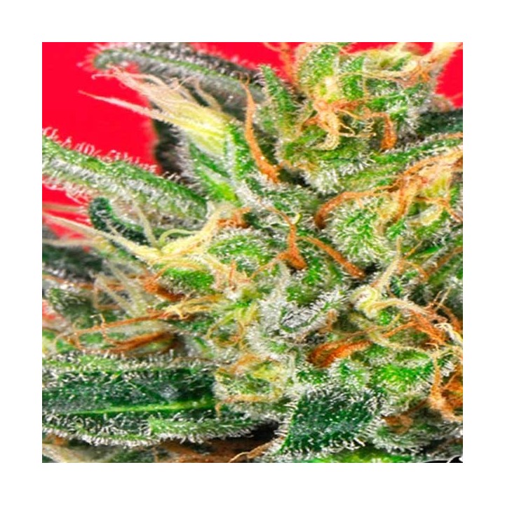 Cluster Bomb Regular de Bomb Seeds