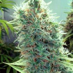 Cindy 99 Feminizada de Blimburn Seeds