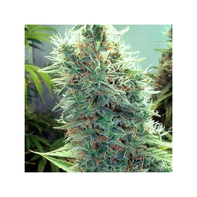 Cindy 99 Feminizada de Blimburn Seeds