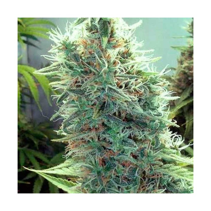 Cindy 99 Feminizada de Blimburn Seeds