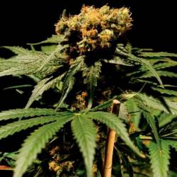 Chronic Feminizada de Serious Seeds