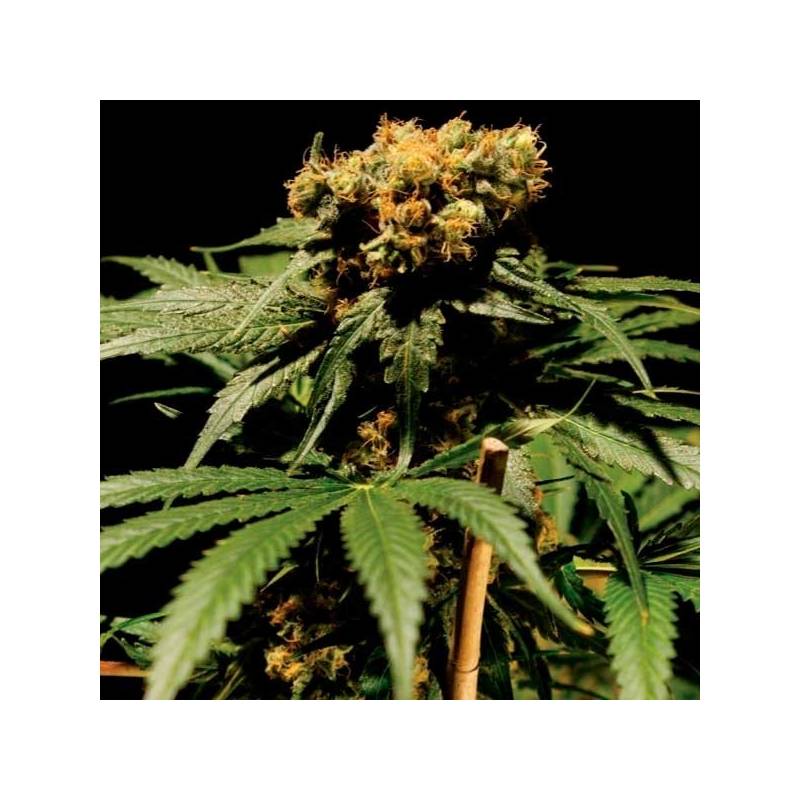 Chronic Feminizada de Serious Seeds