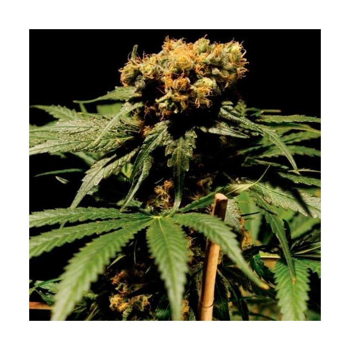 Chronic Feminizada de Serious Seeds