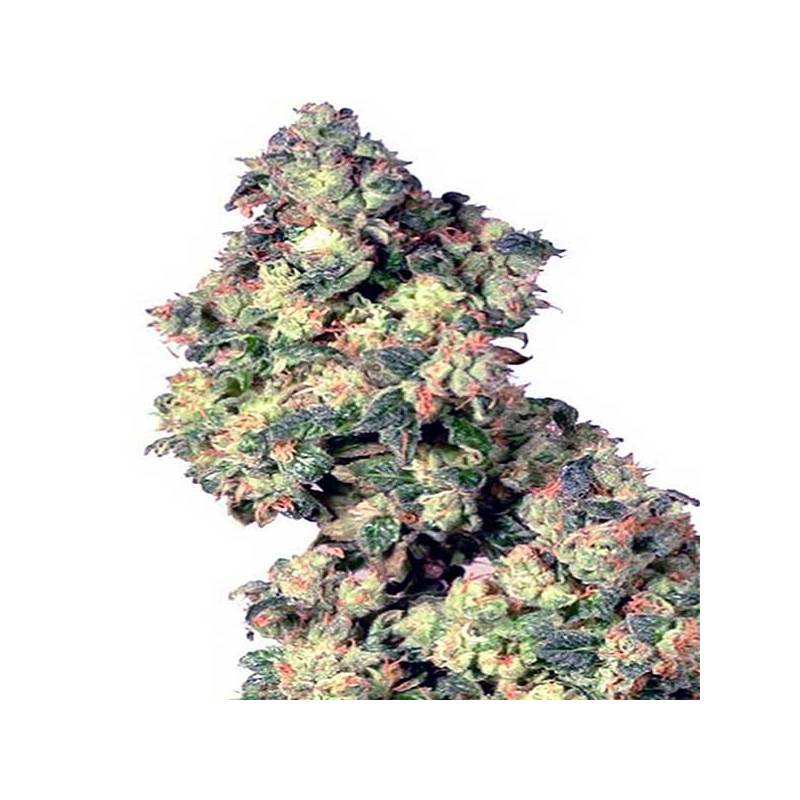 Chocolute F2 Regular de Absolute Seeds