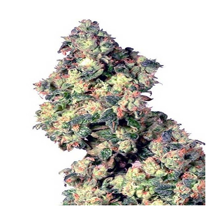 Chocolute F2 Regular de Absolute Seeds
