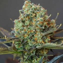 Bling-bling Haze Feminizada de Bcn Seeds