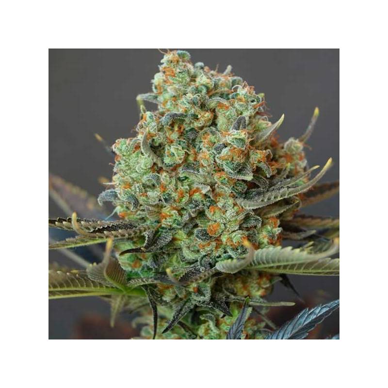 Bling-bling Haze Feminizada de Bcn Seeds