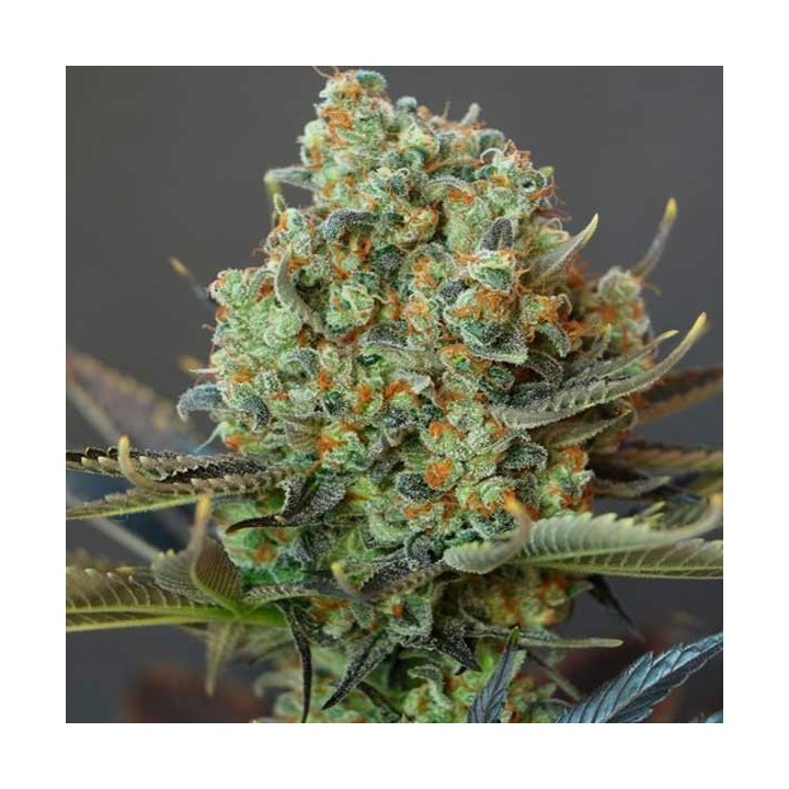 Bling-bling Haze Feminizada de Bcn Seeds