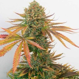 Masa Critika Feminizada de Bcn Seeds