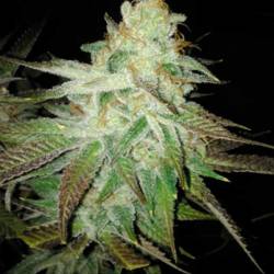 Queen Kush Feminizada de Bcn Seeds