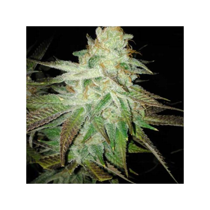 Queen Kush Feminizada de Bcn Seeds