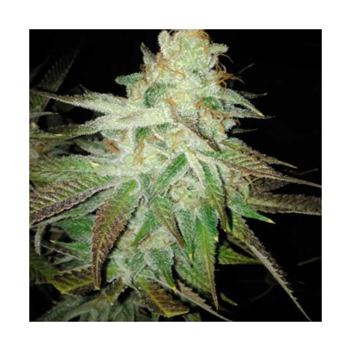 Queen Kush Feminizada de Bcn Seeds