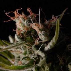 Sticky Wonder Feminizada de Bcn Seeds