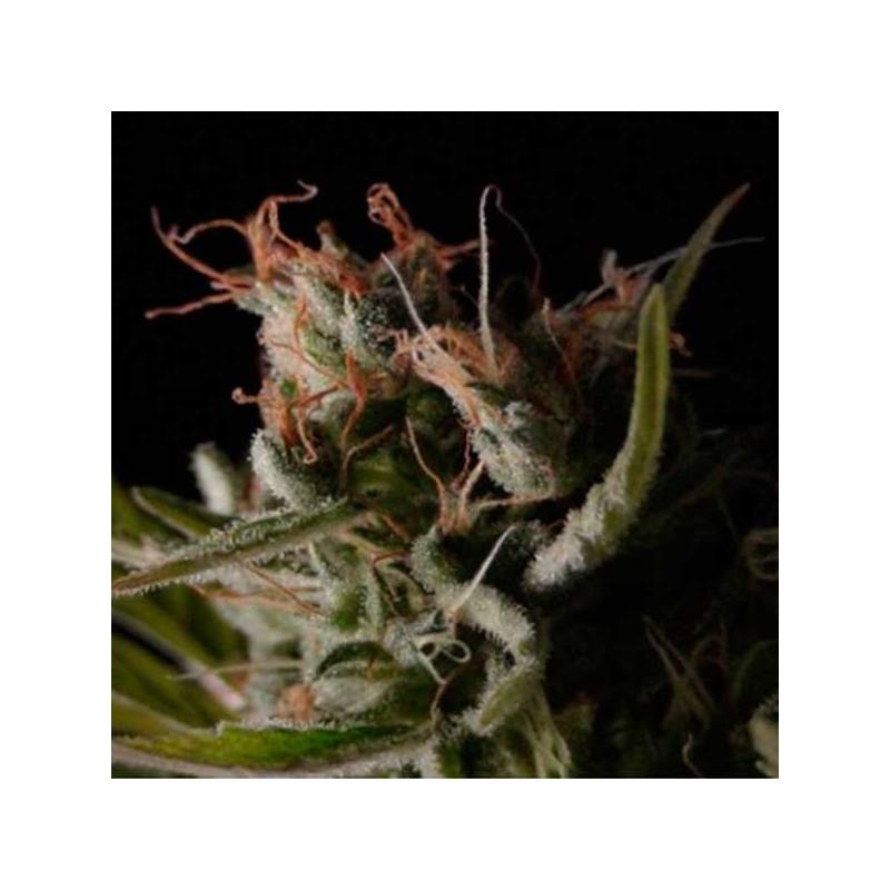 Sticky Wonder Feminizada de Bcn Seeds