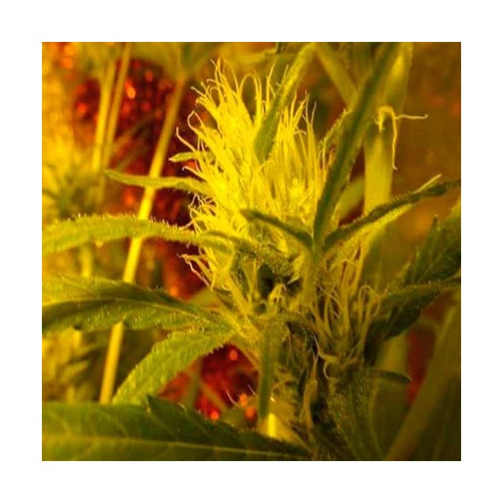 Strawberry Kiss Feminizada de Bcn Seeds