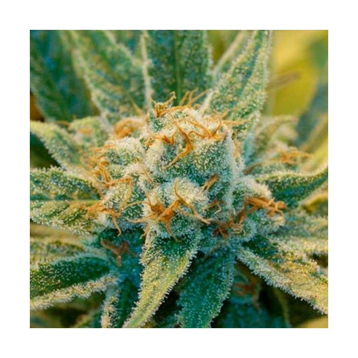 Super Silver Haze 98 Feminizada de Bcn Seeds