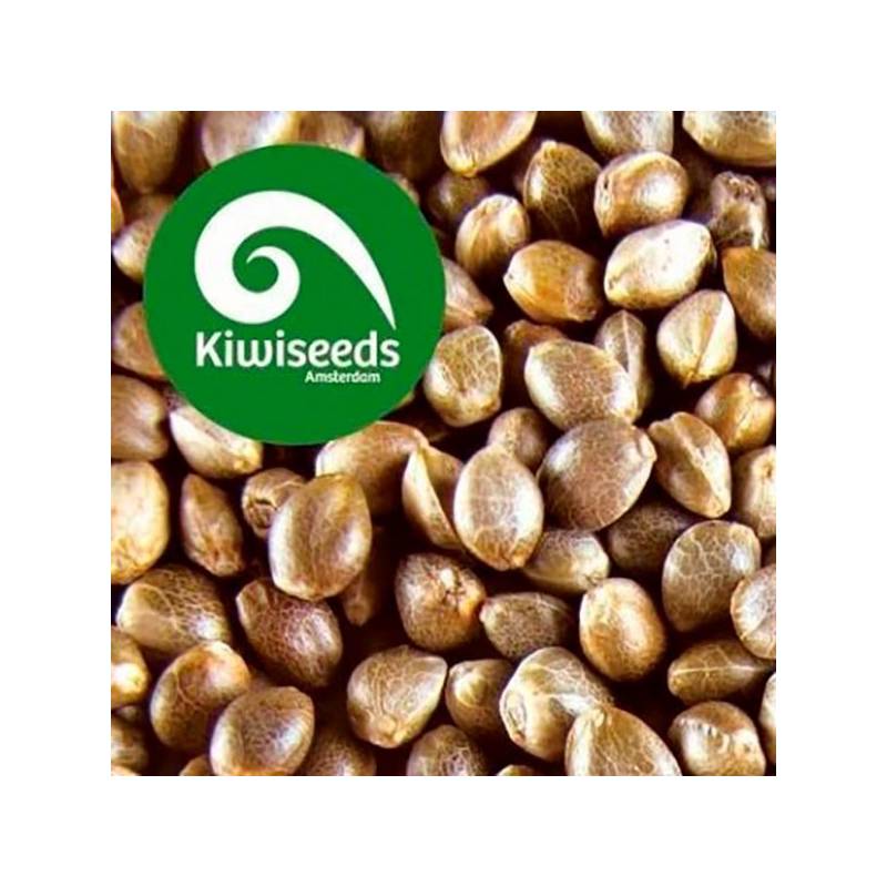Indoor Mix Feminizada de Kiwi Seeds