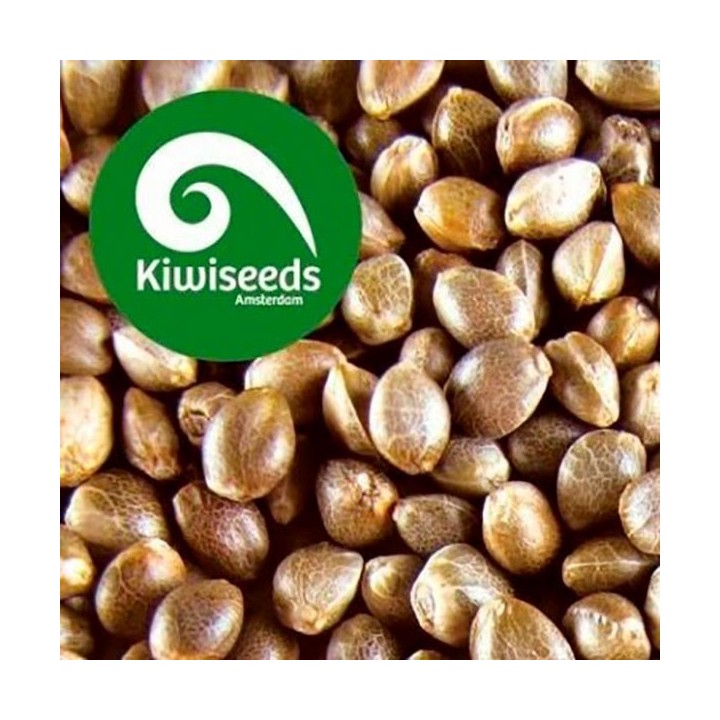 Indoor Mix Feminizada de Kiwi Seeds