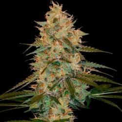 Choco Kush Autofloreciente Feminizada de Amsterdam Genetics