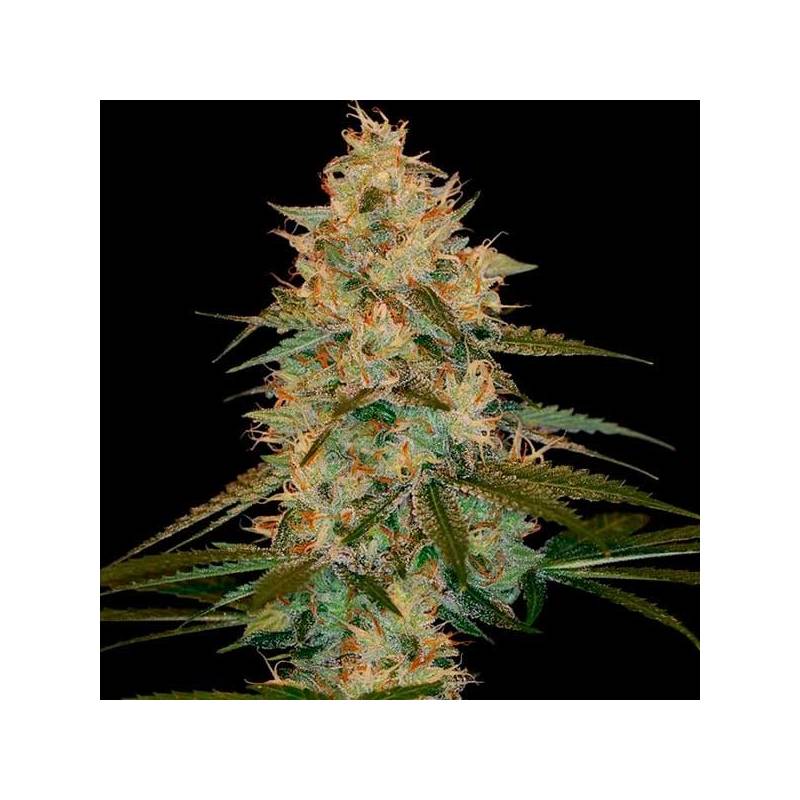 Choco Kush Autofloreciente Feminizada de Amsterdam Genetics