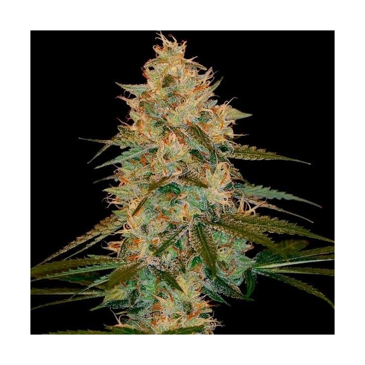 Choco Kush Autofloreciente Feminizada de Amsterdam Genetics