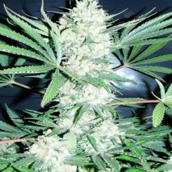 Chiesel Regular de Devils Harvest Seeds