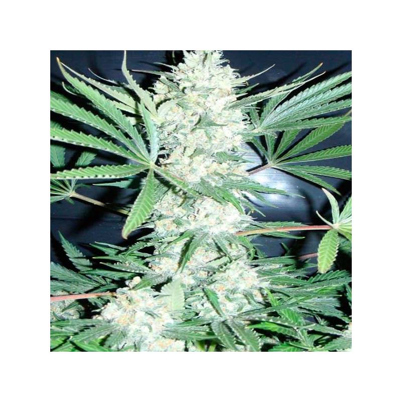 Chiesel Regular de Devils Harvest Seeds