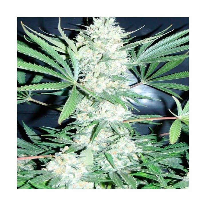 Chiesel Regular de Devils Harvest Seeds