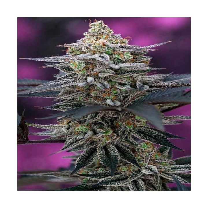 Cherrygasm Regular de Tga-Subcool